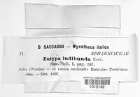 Eutypa ludibunda image